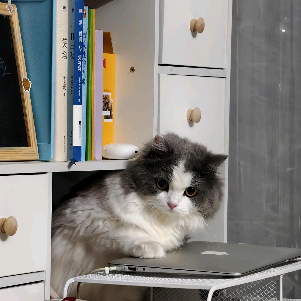 猫咪叫饭饭