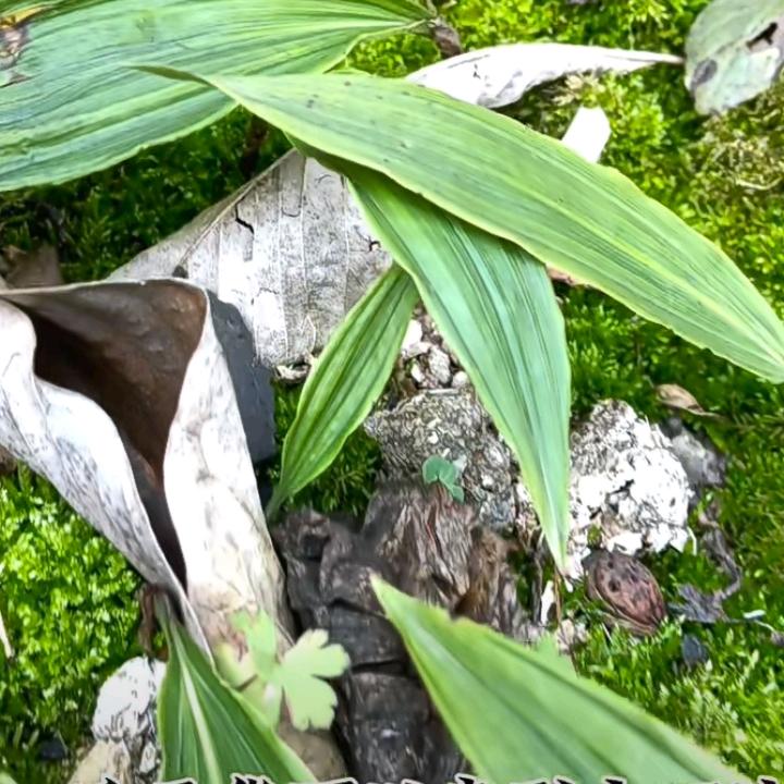 想你在梦里
