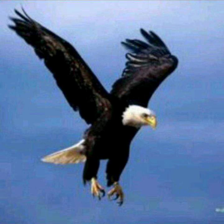 雄鹰翱翔