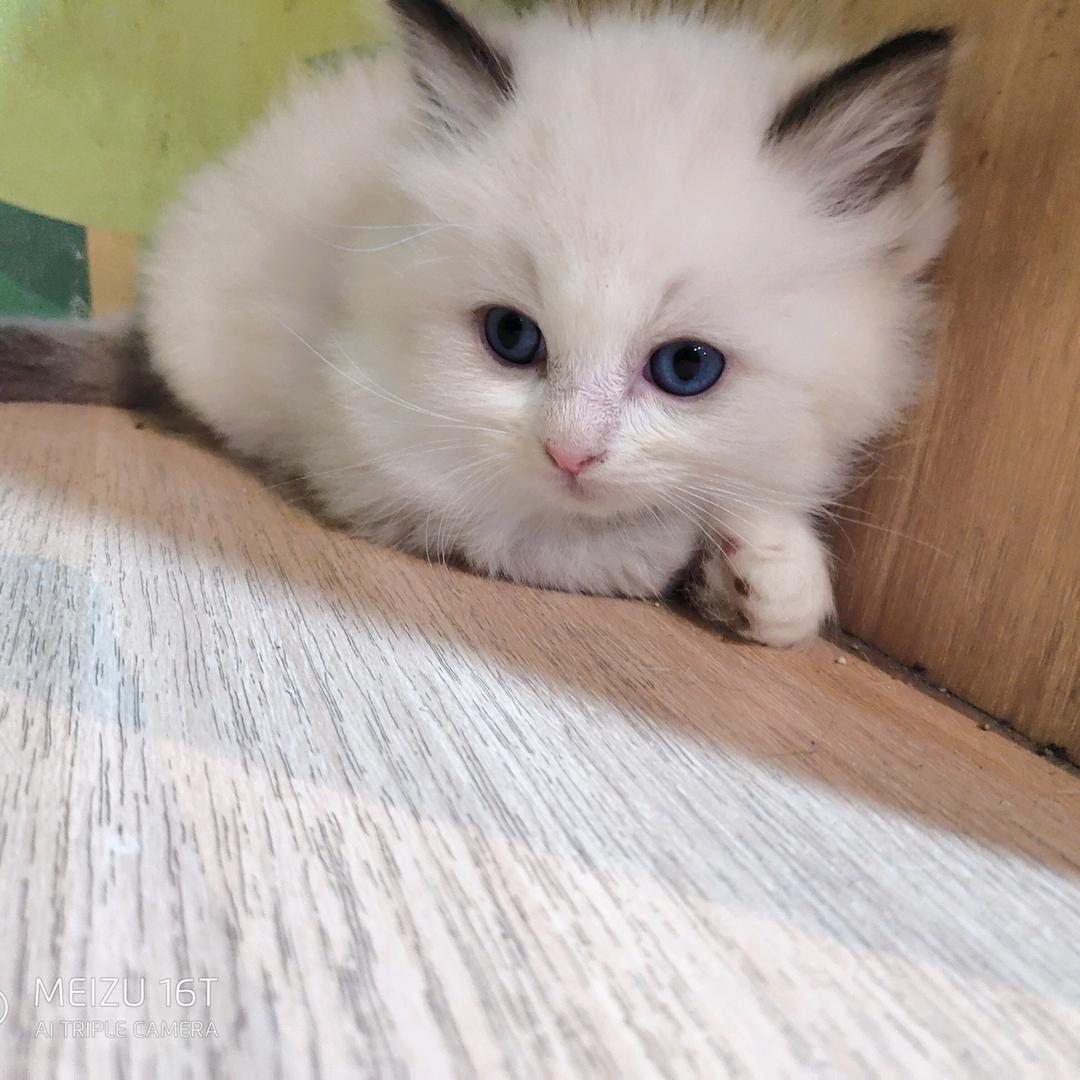 巴克创奇之萌宠（本店团购）