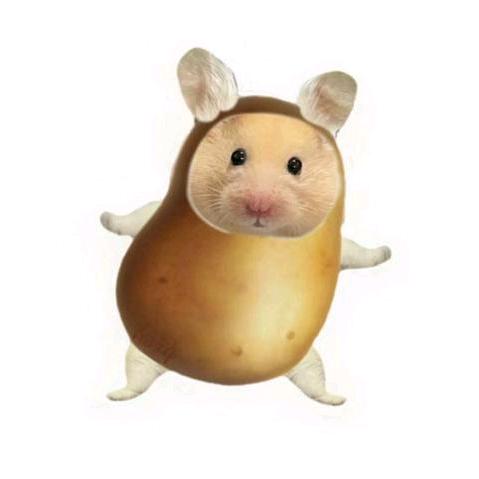马弘扬
