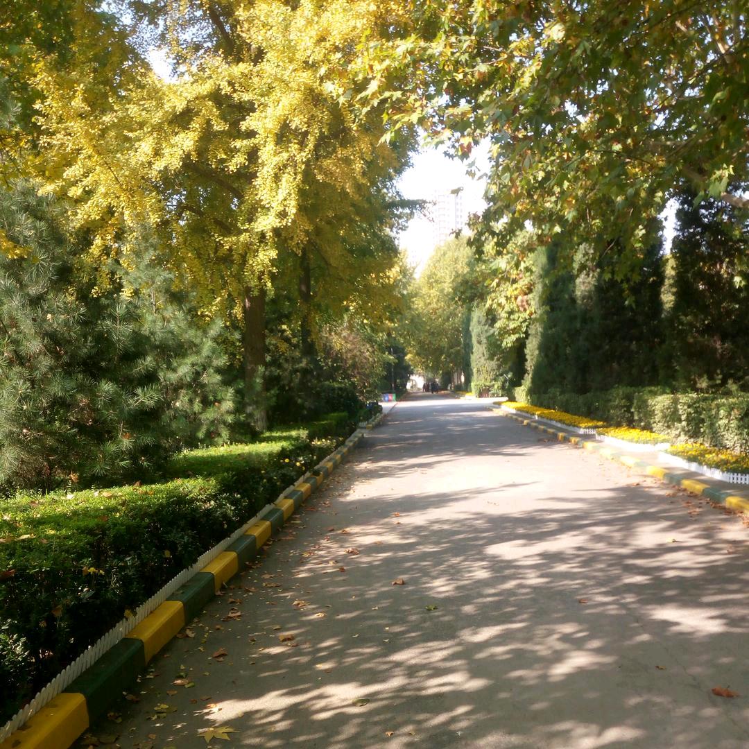 清风～【西北狼】