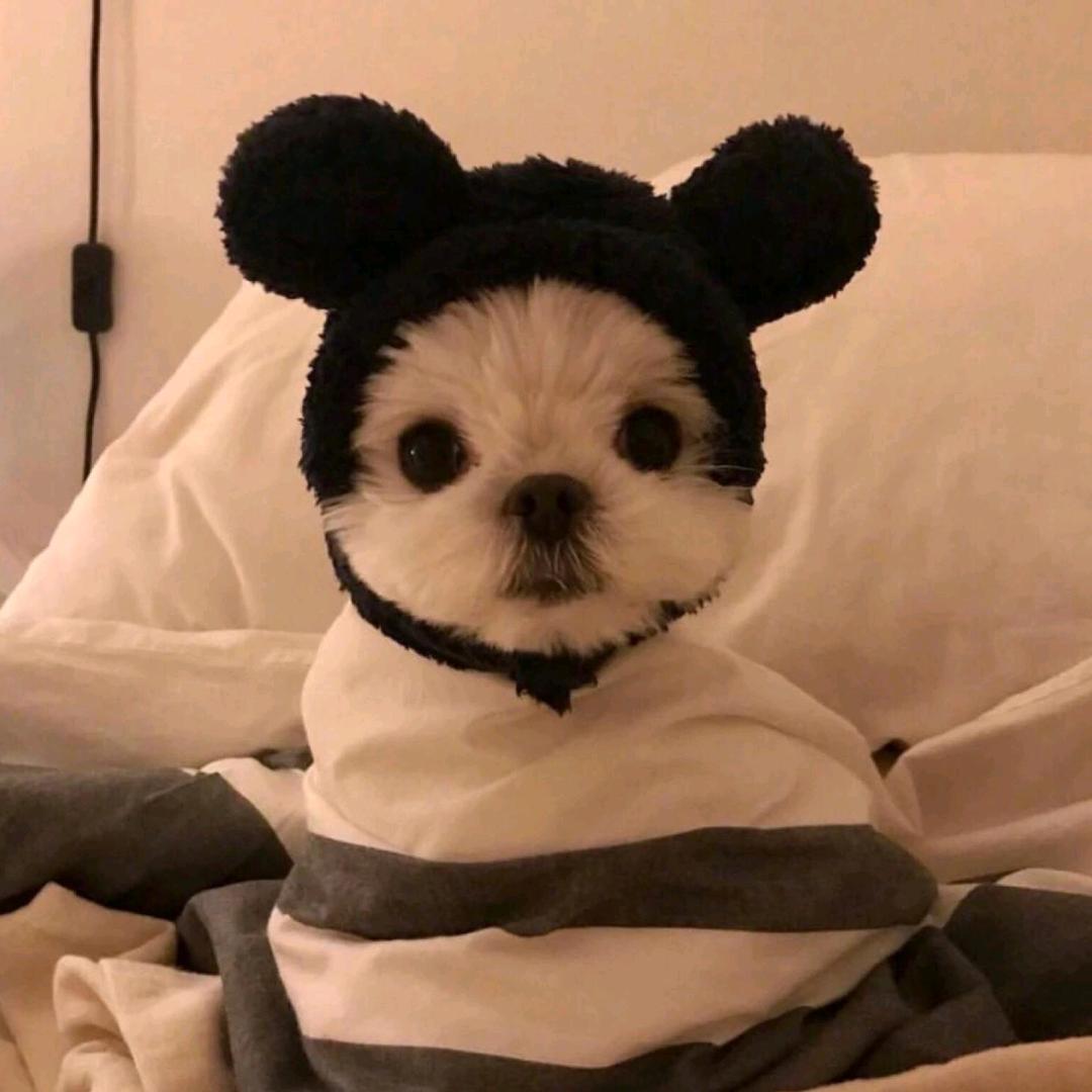 早春不过一棵树
