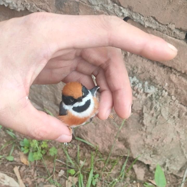 涅  槃