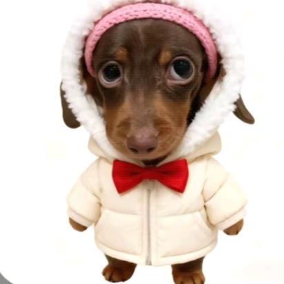 aa母蟑螂爱上螳螂