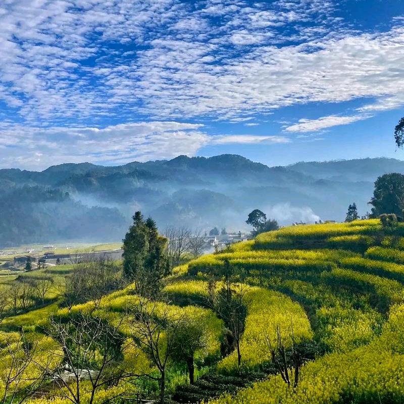 大王叫我来巡山