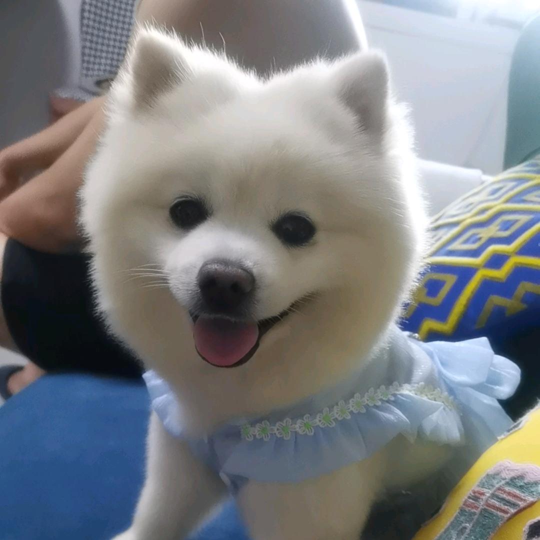 豆豆丢丢和团子