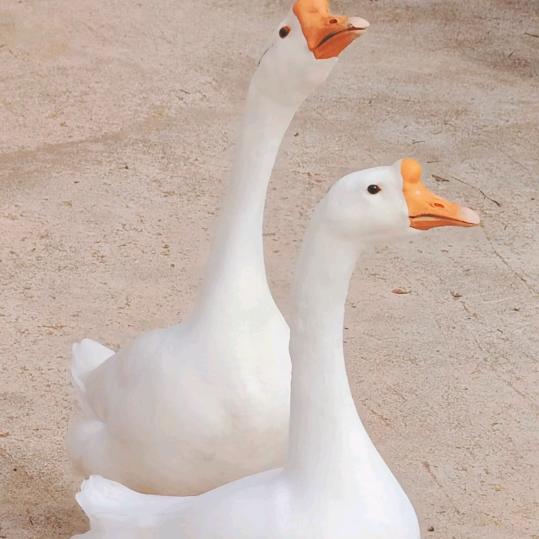 农场自营，散养鹅