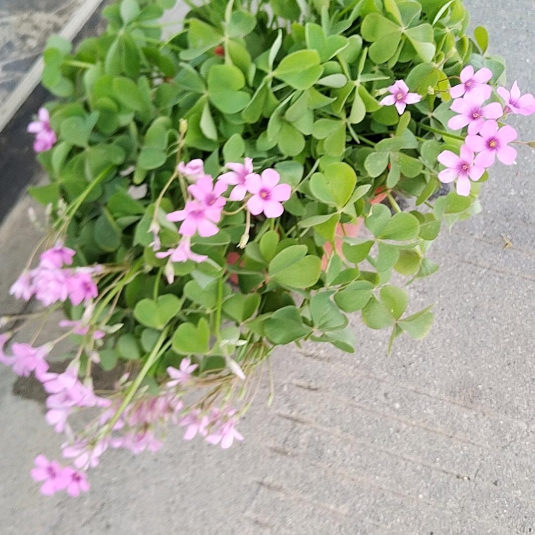 赵虎哥