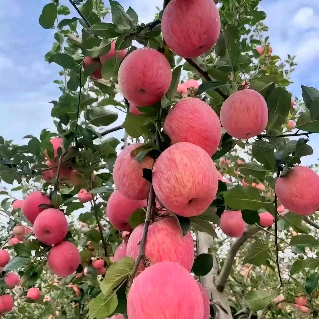 张姐爱山歌