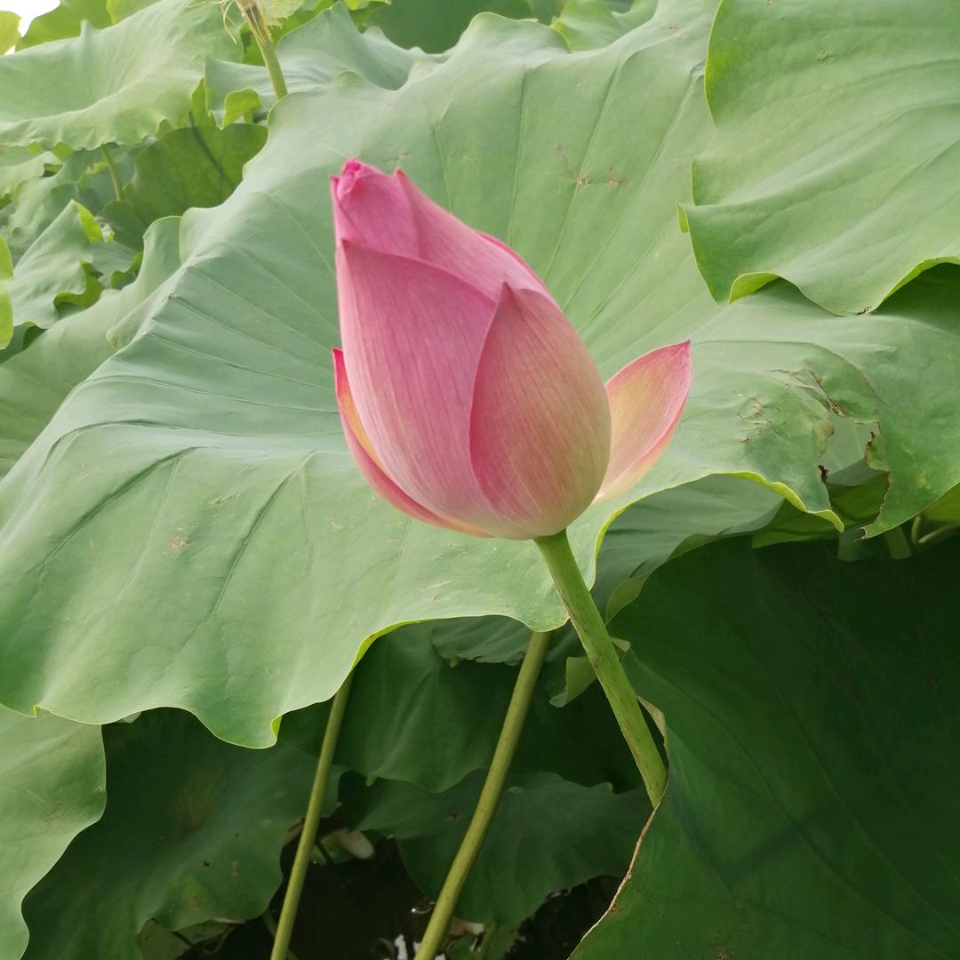 琴声悠扬