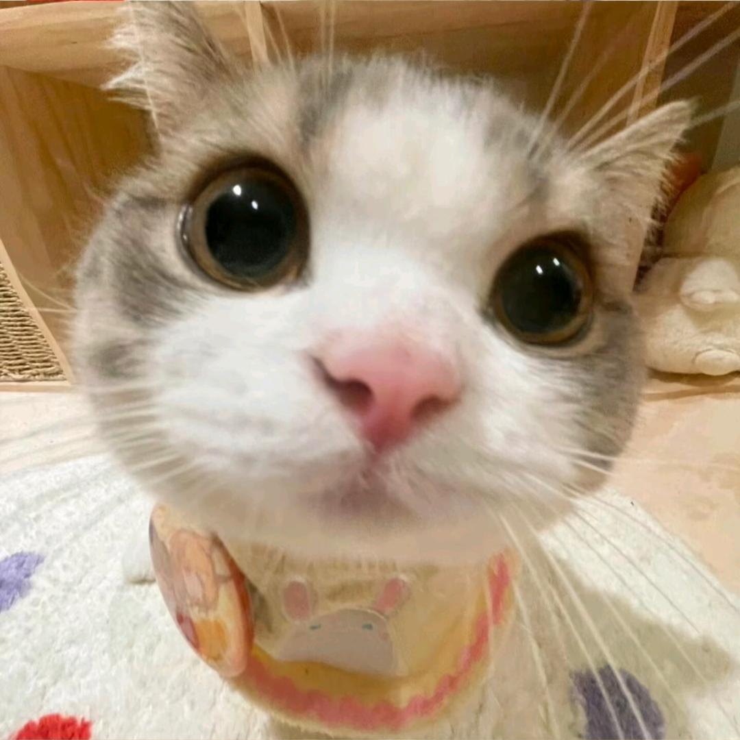 再吃一口蛋挞