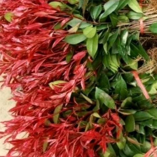 林阳工程绿化苗木