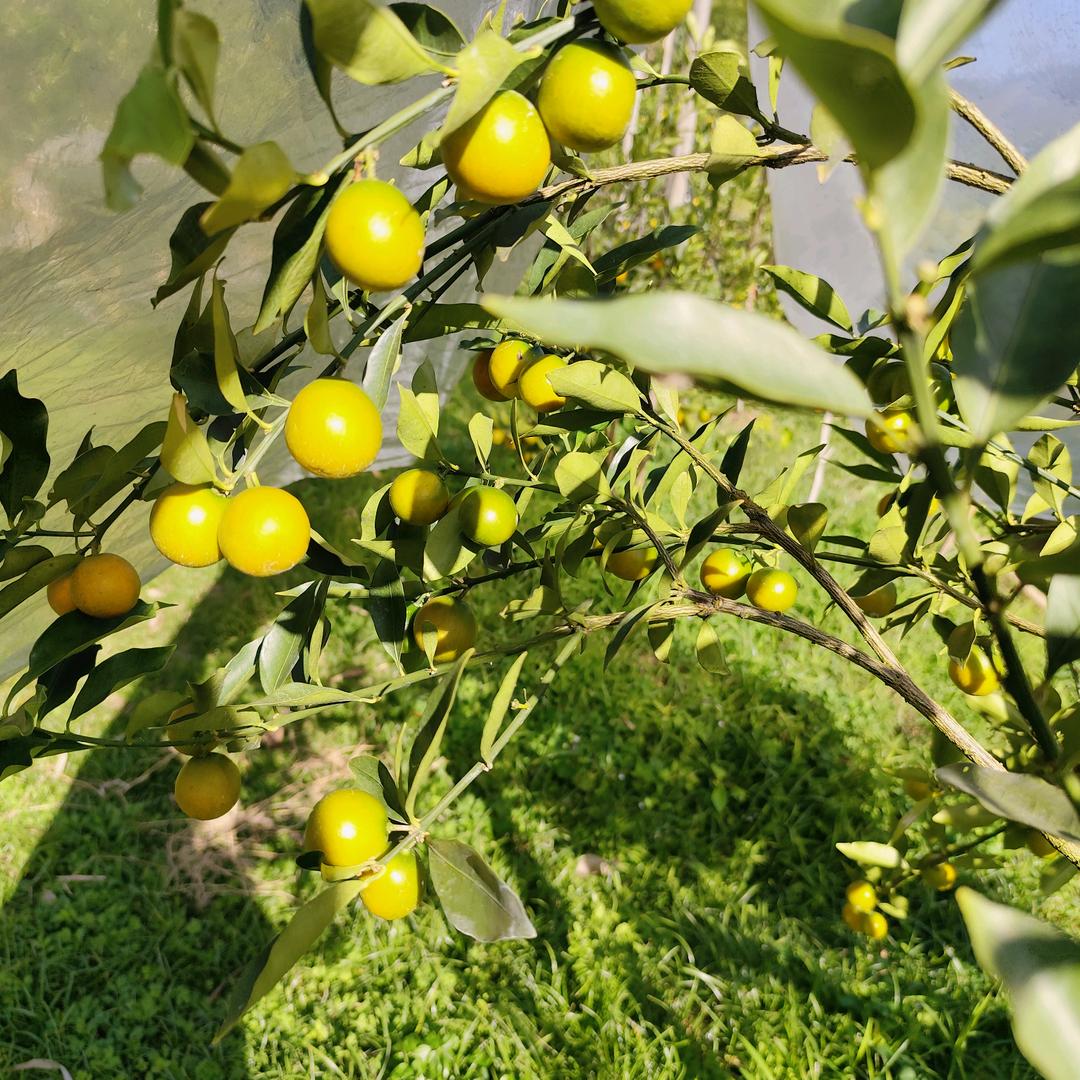 正宗融安金桔（有缘金桔）