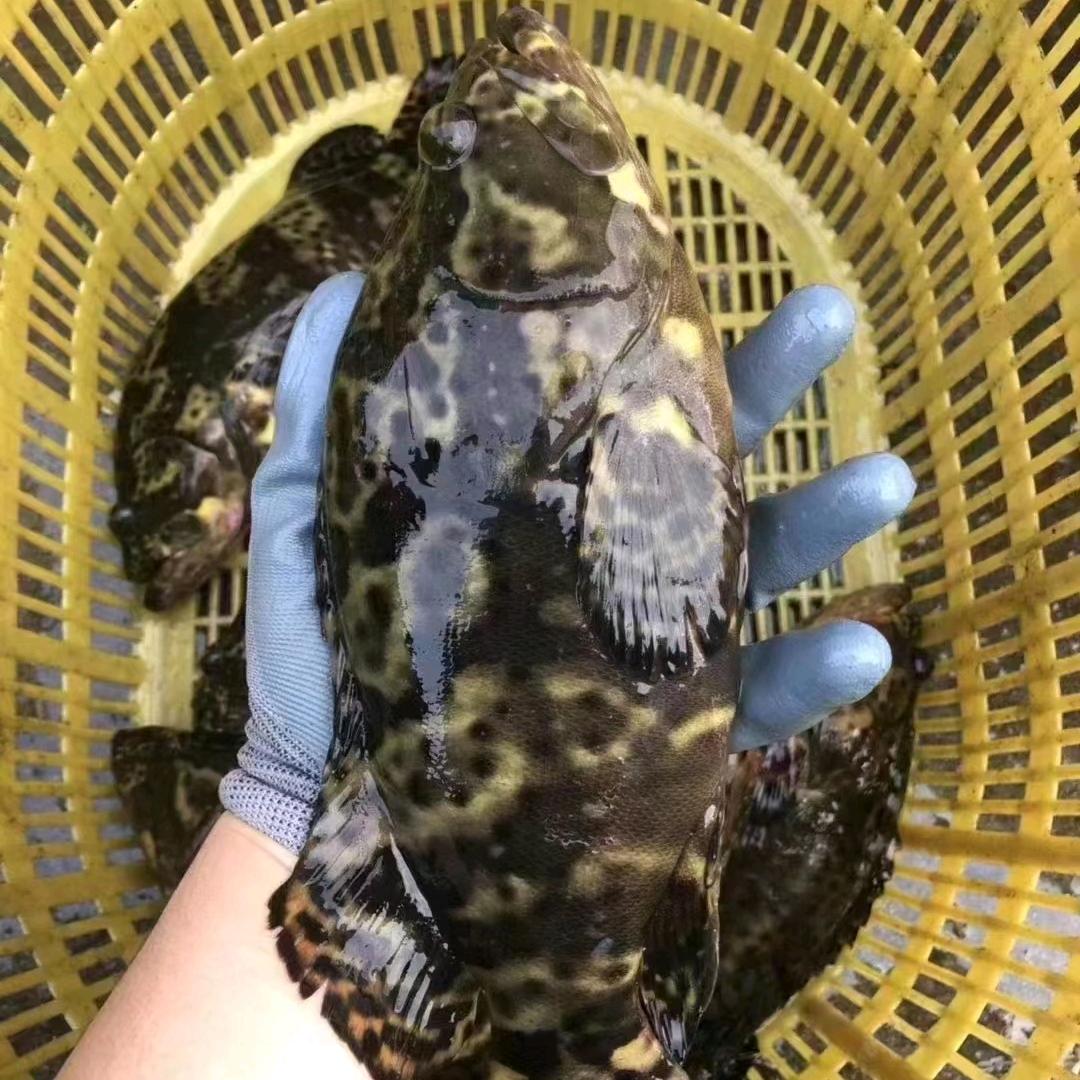 闽货甄选