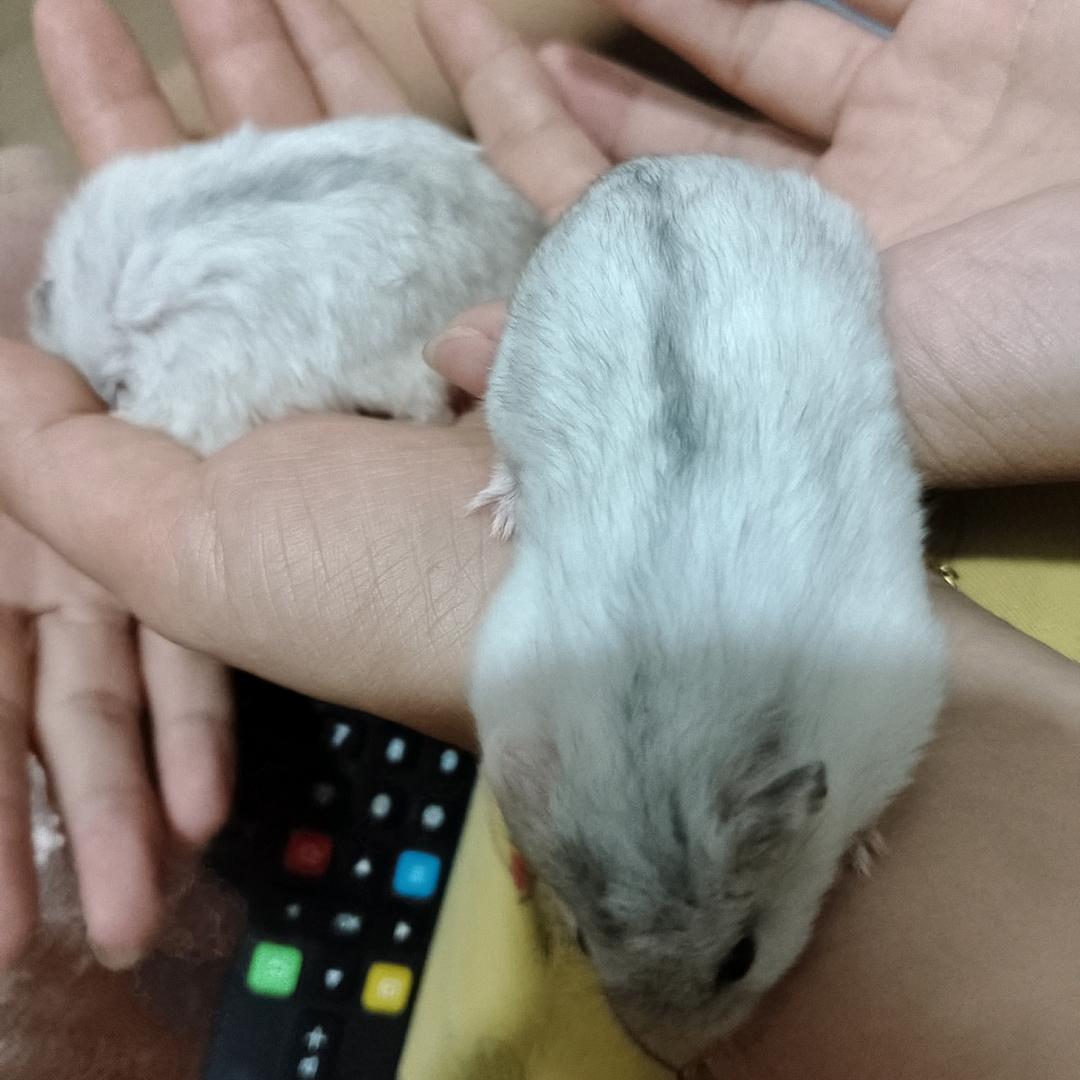 程程