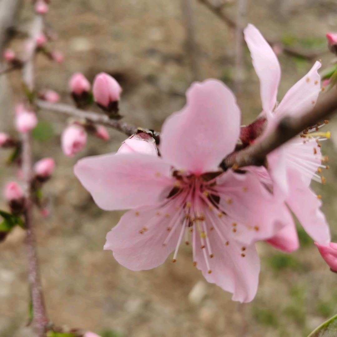 小小花