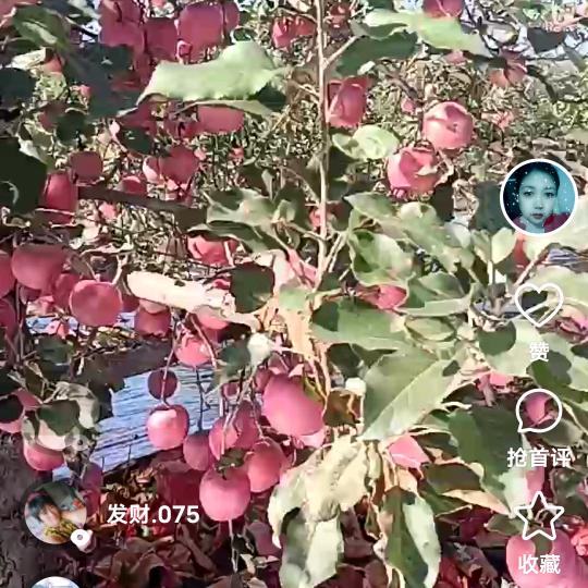 苹果娟姐
