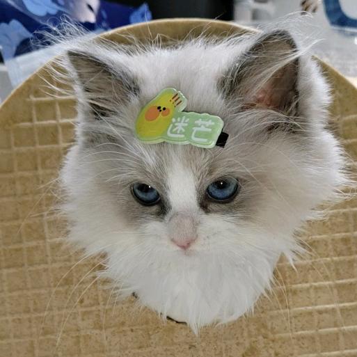 秋梨甜不甜