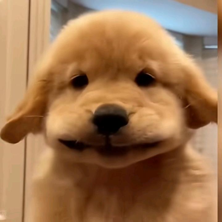 老酒馆的小金毛