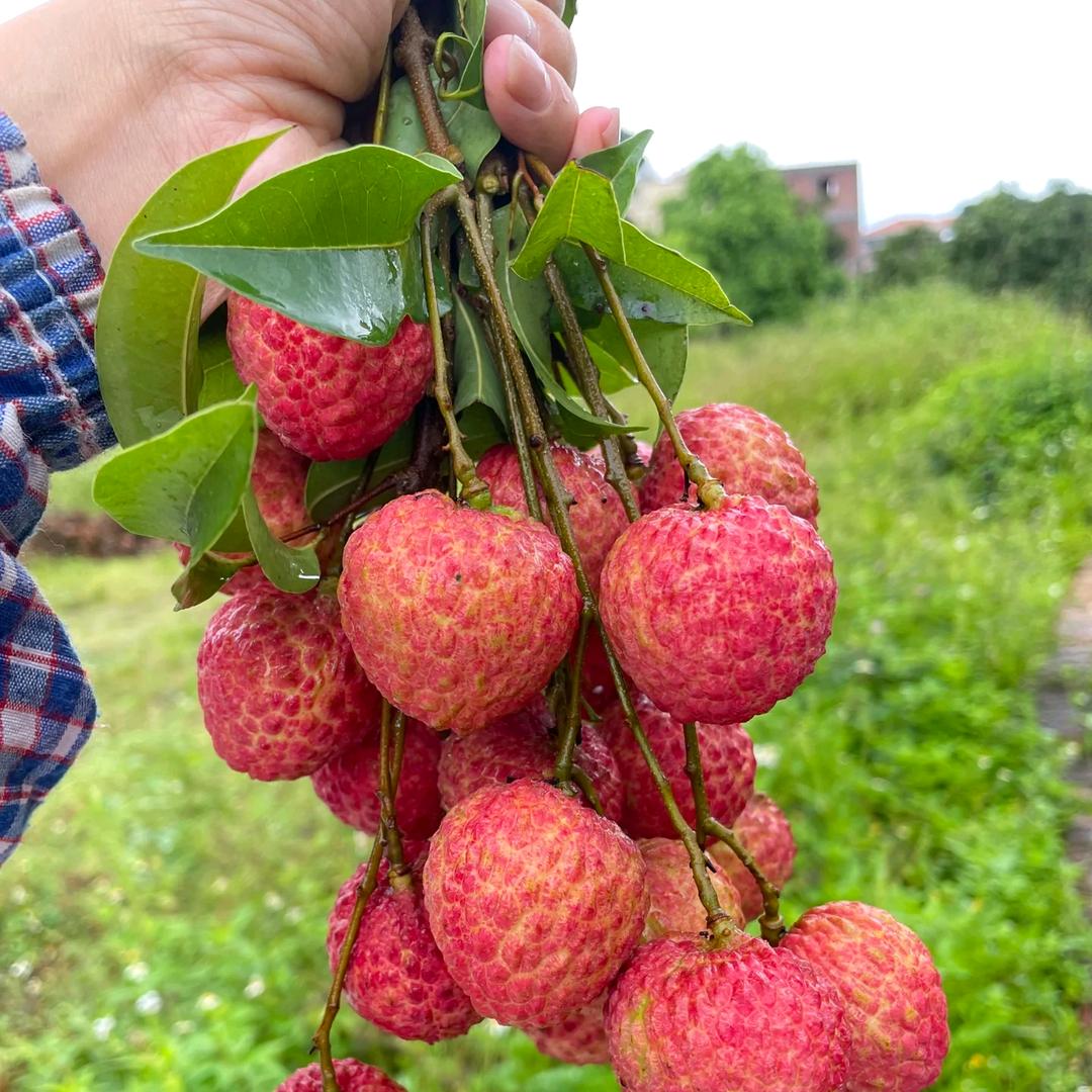 高州荔枝顺丰冷链直发
