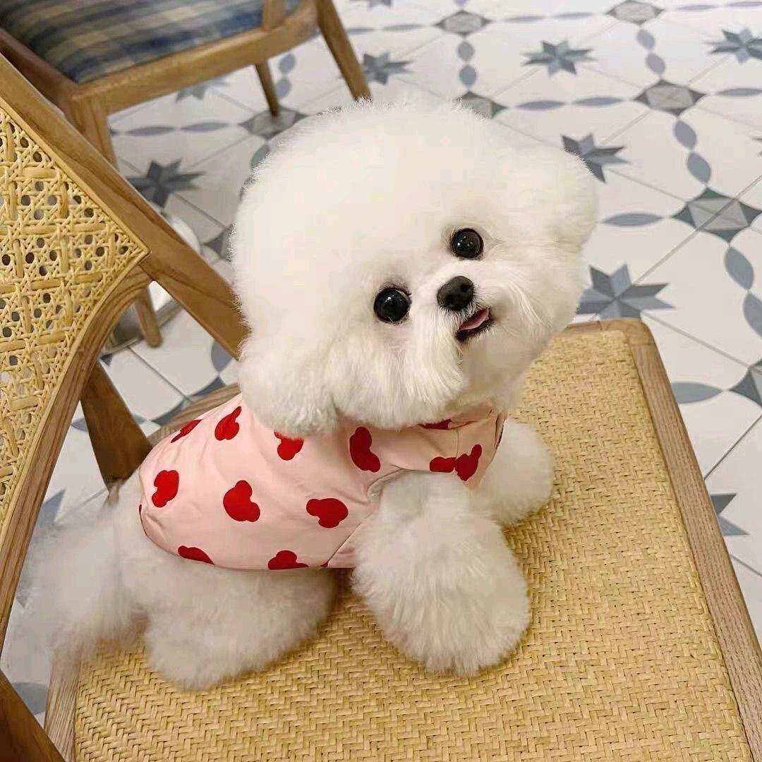 PetPals