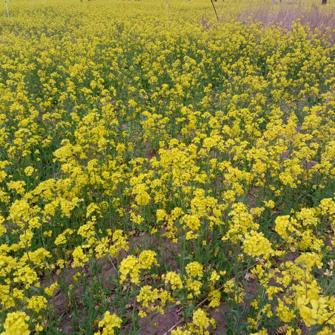 水蜜桃