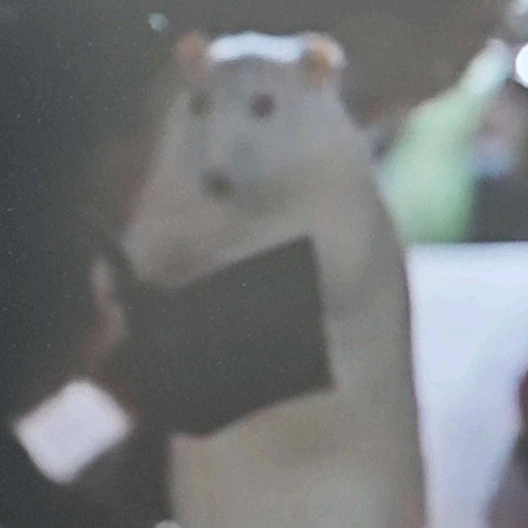 五音不全的软壳蟹蟹