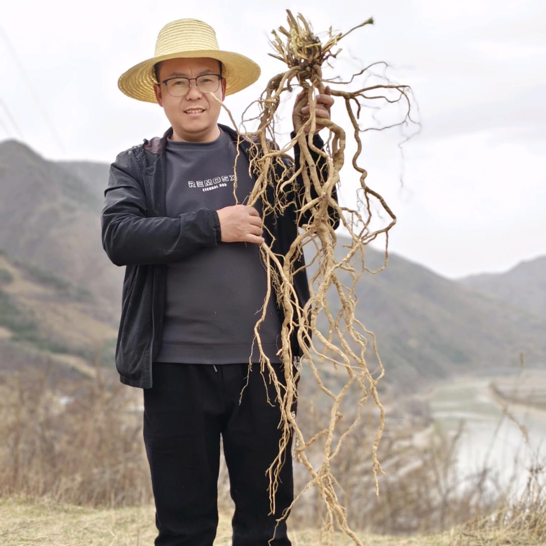 春归源小马种植