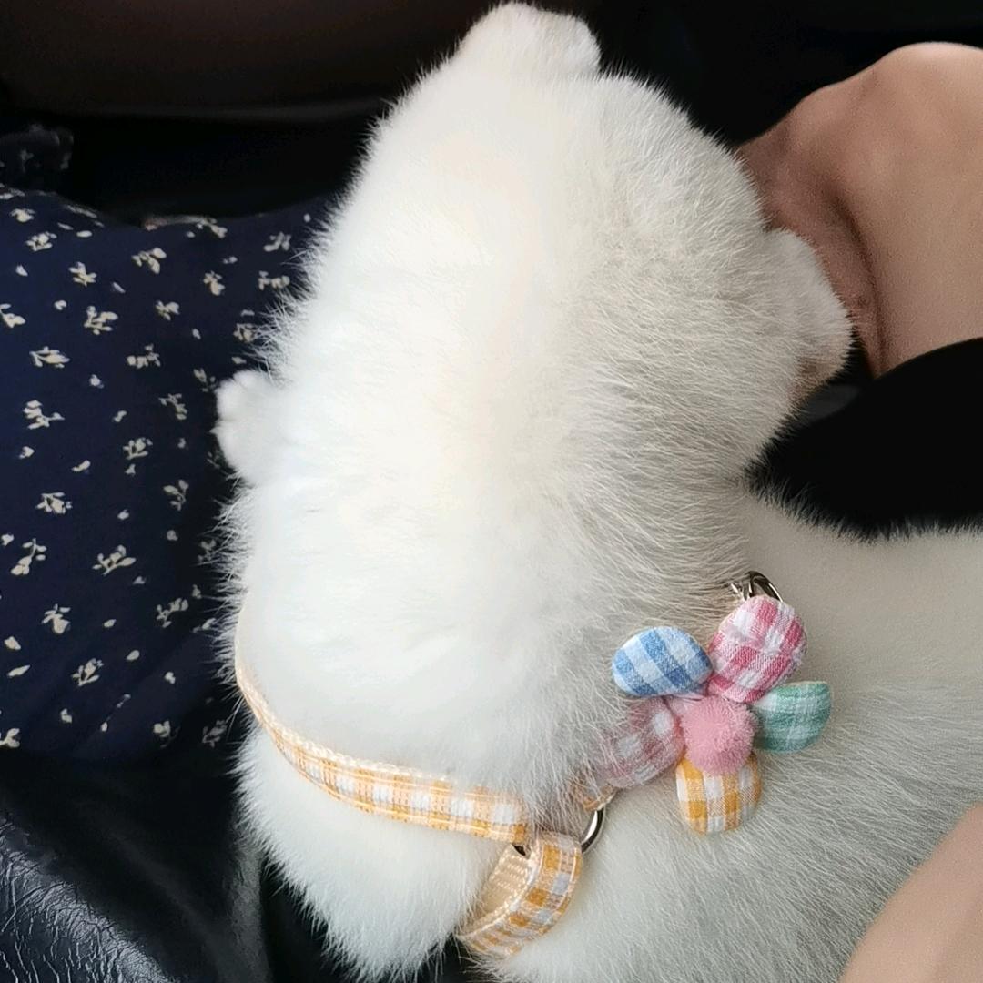 ぃ暮雨而桐🐻‍❄️头像