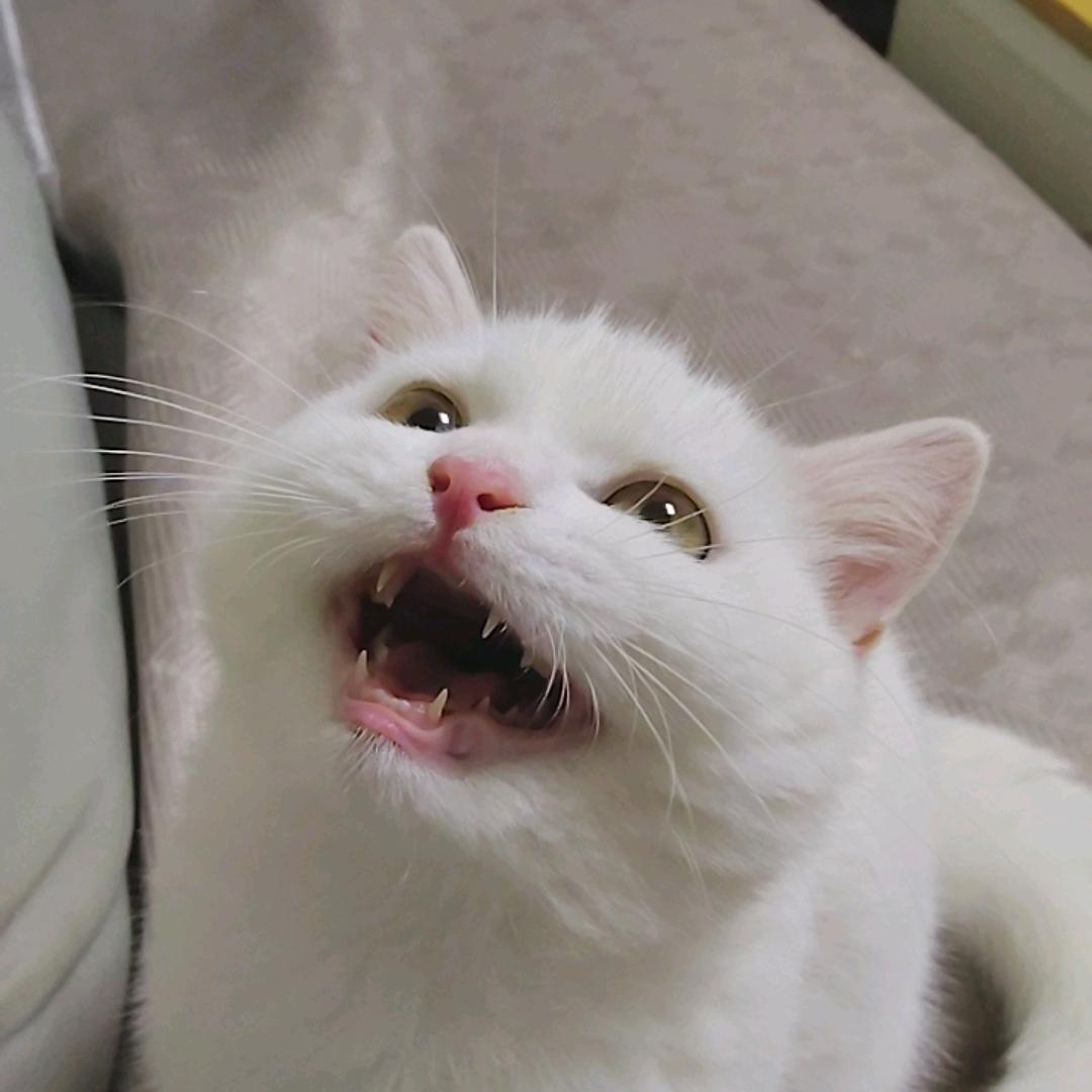 我是小猫