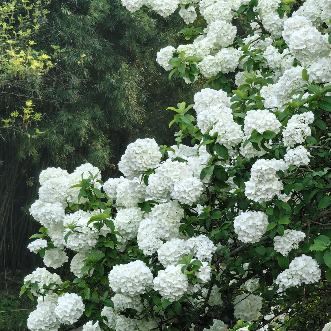 珍珠奶茶制造机