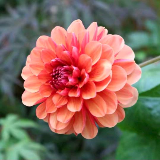 爱跳舞的芳姐💃🌺