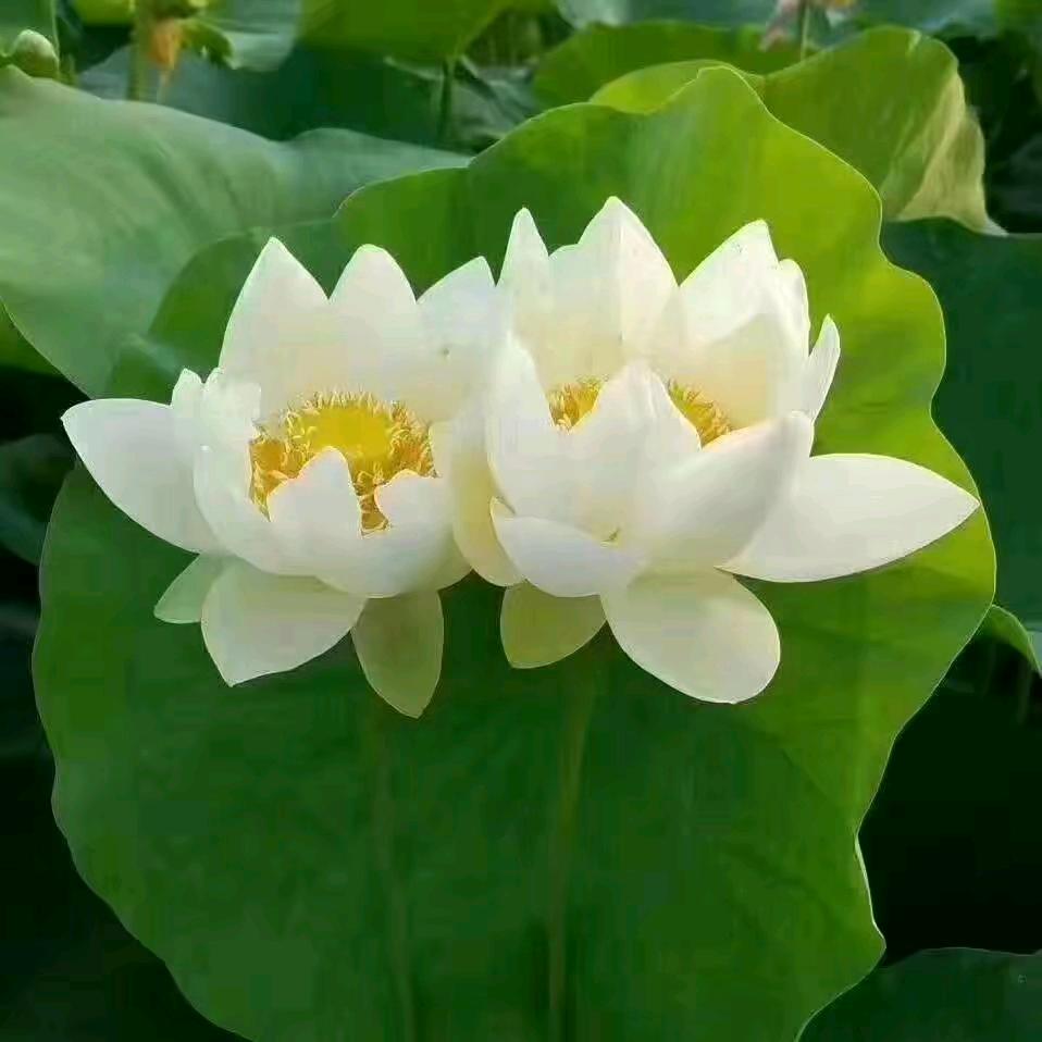 玉芬