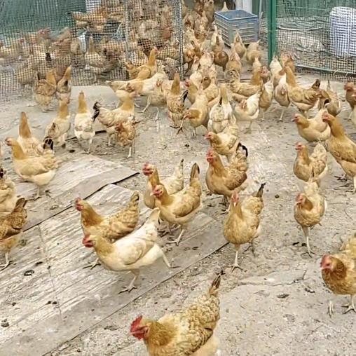 上会农民小哥哥