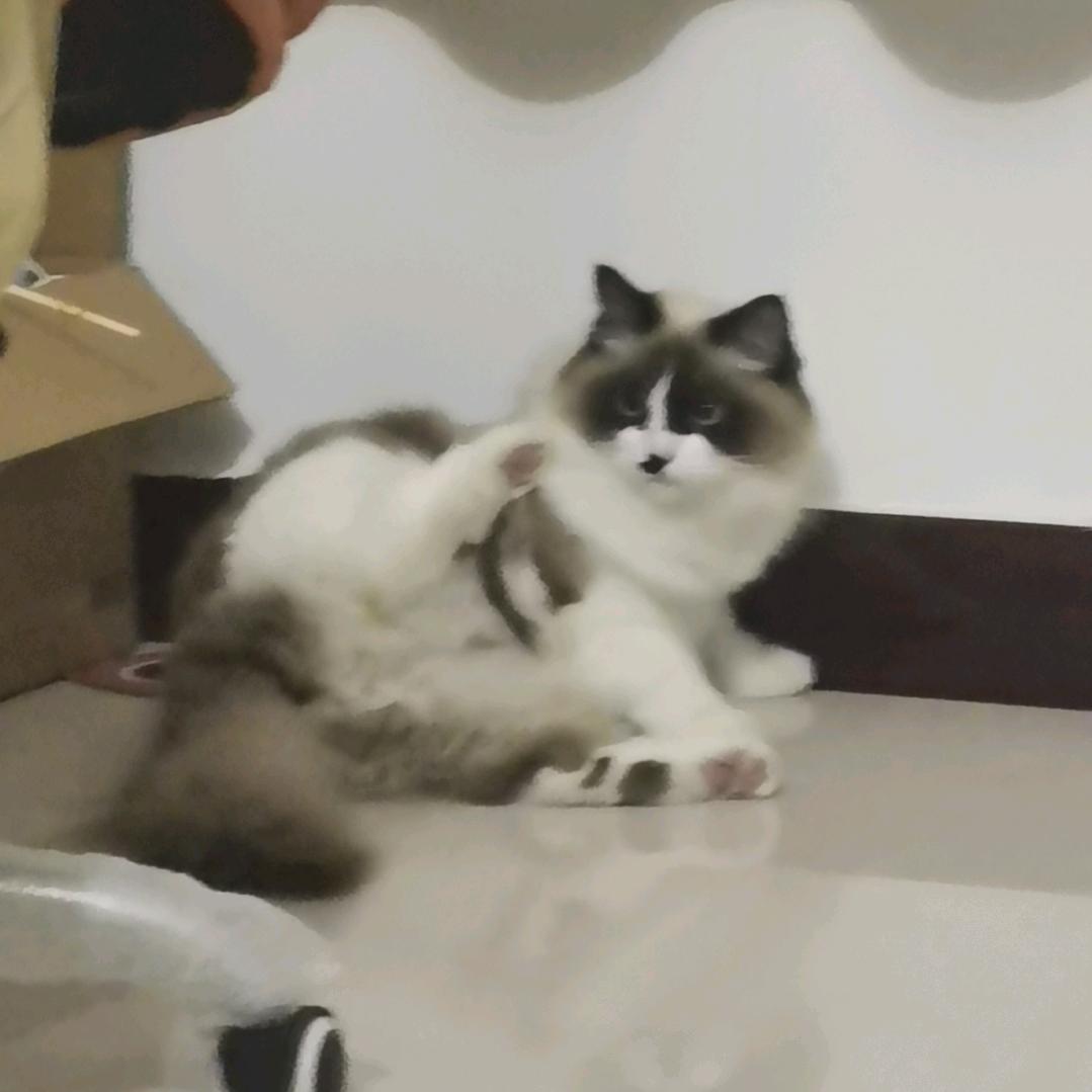 小菲同学不会飞