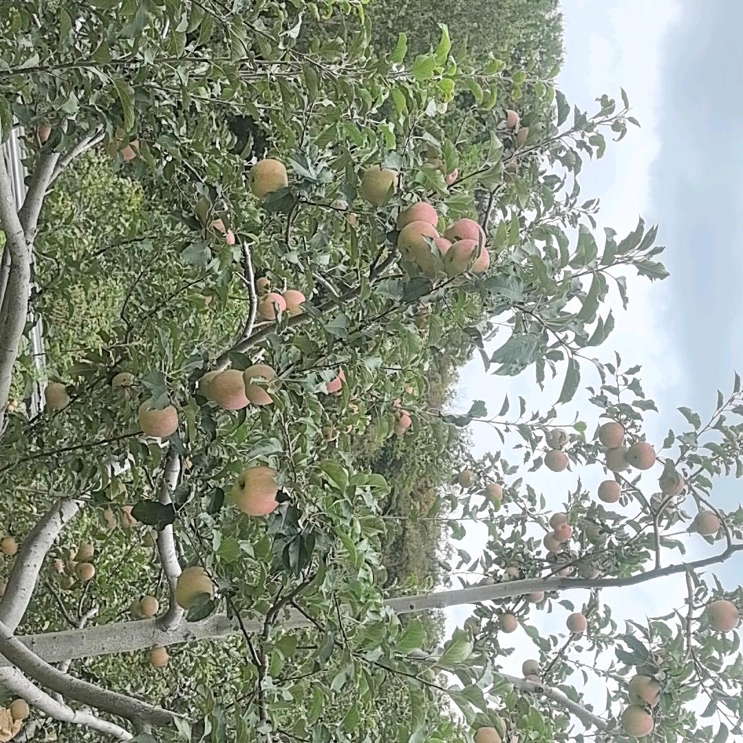 承德苹果🍎（预定）