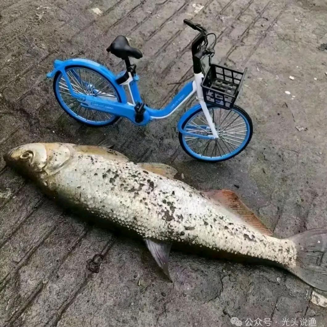 挂地球