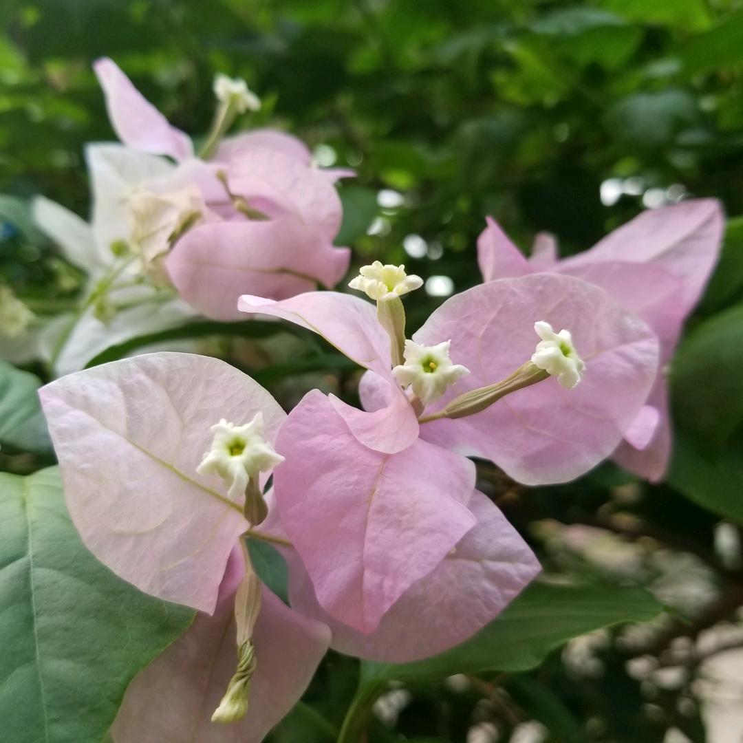 奔驰