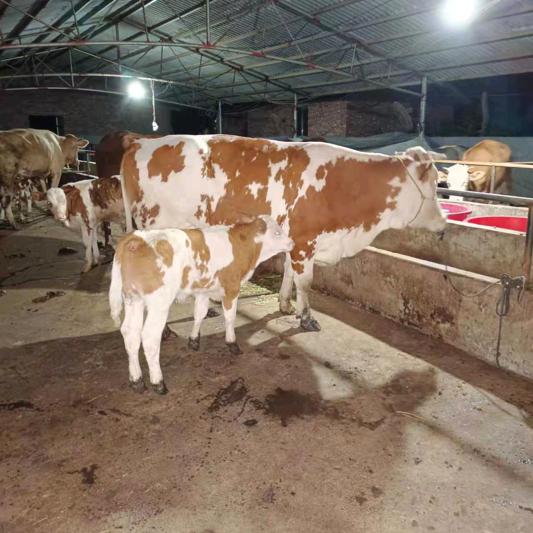 江西泰和三都健康肉牛养殖场