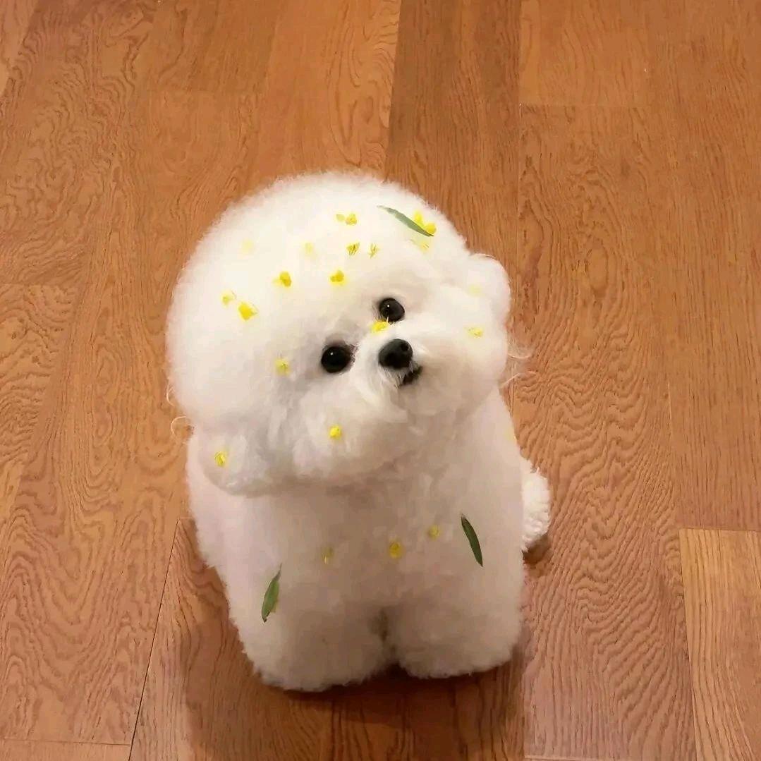 薯条是只小比熊