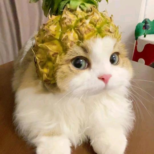 香子的箱子