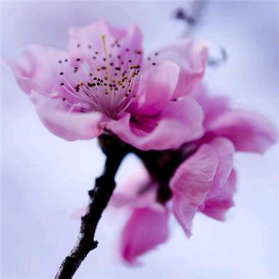 婷婷…