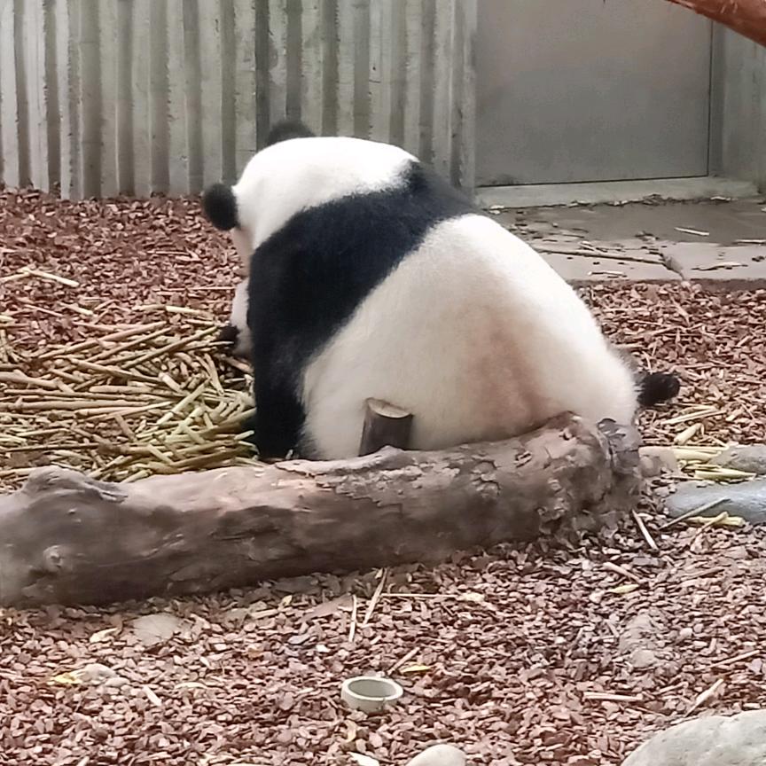 我稀饭你