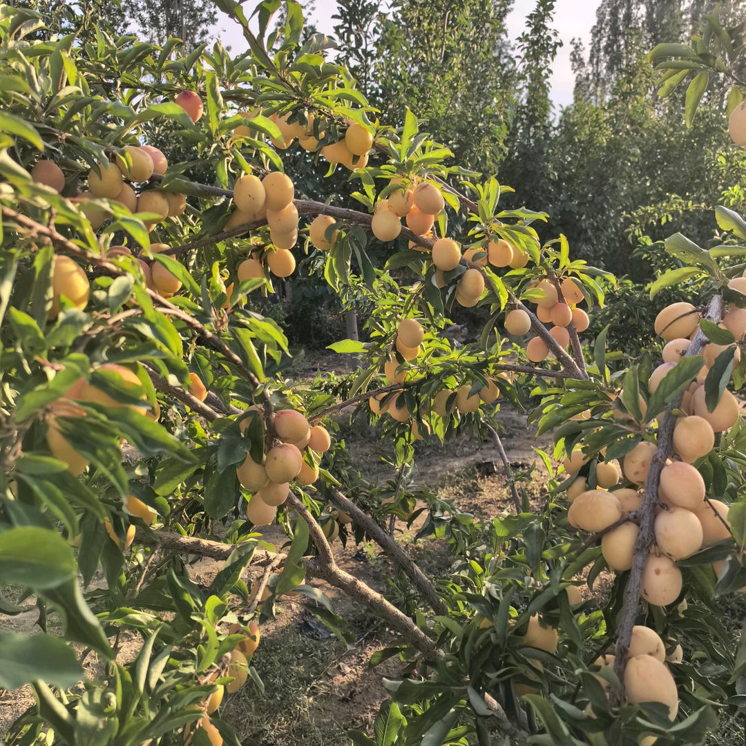 谆梧欣荣果树苗木专卖店