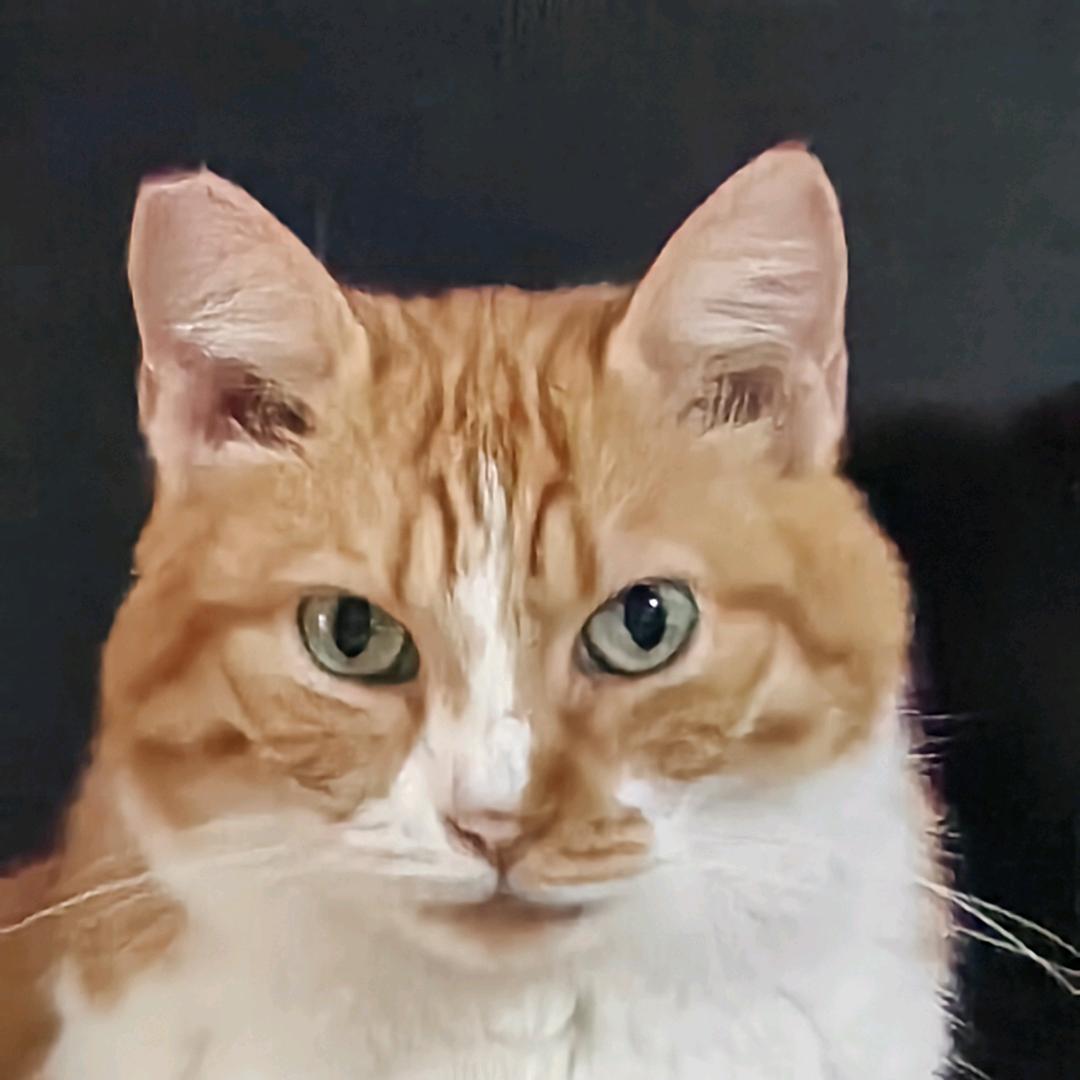 露露橘子巧克力