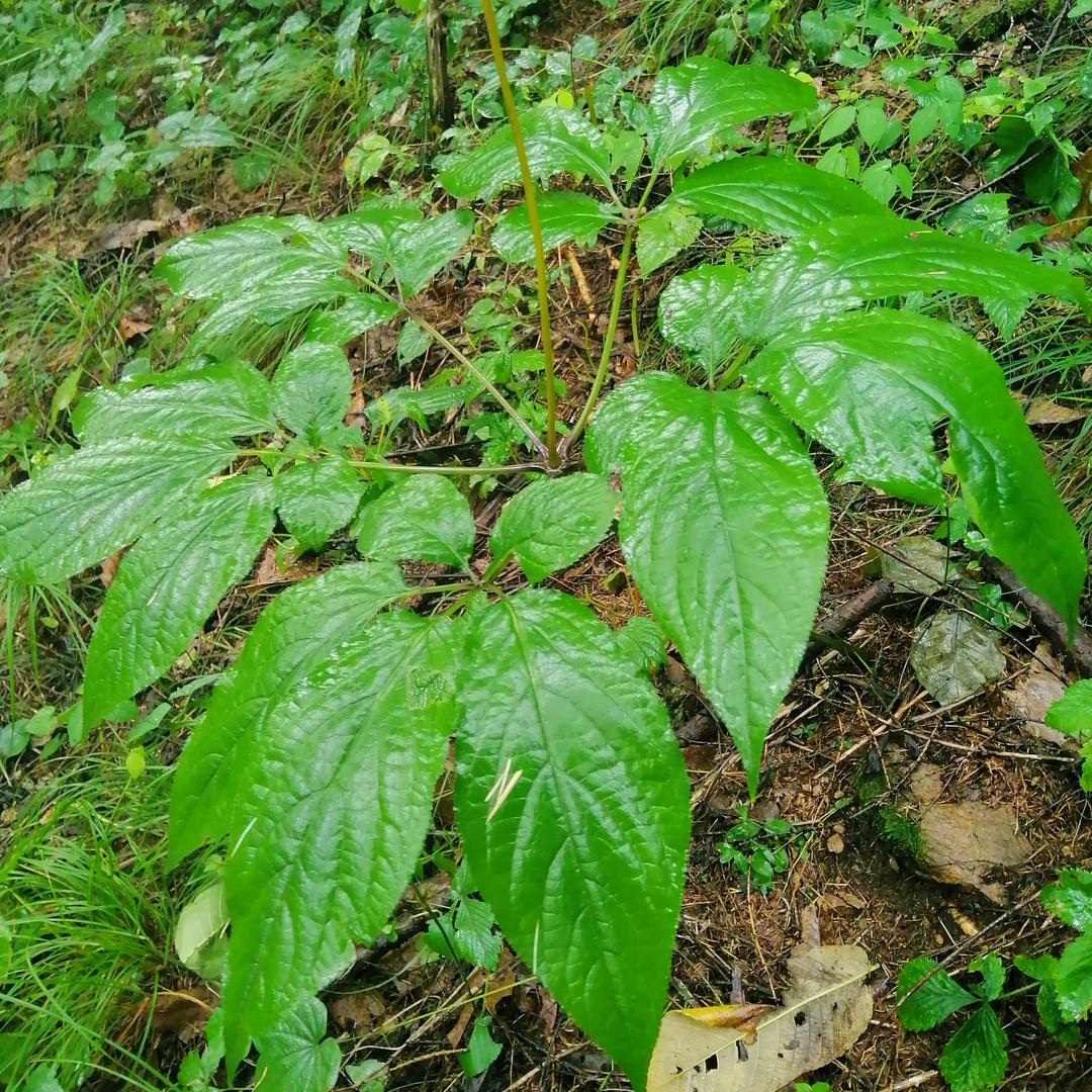 深山小铺子利坤参茸