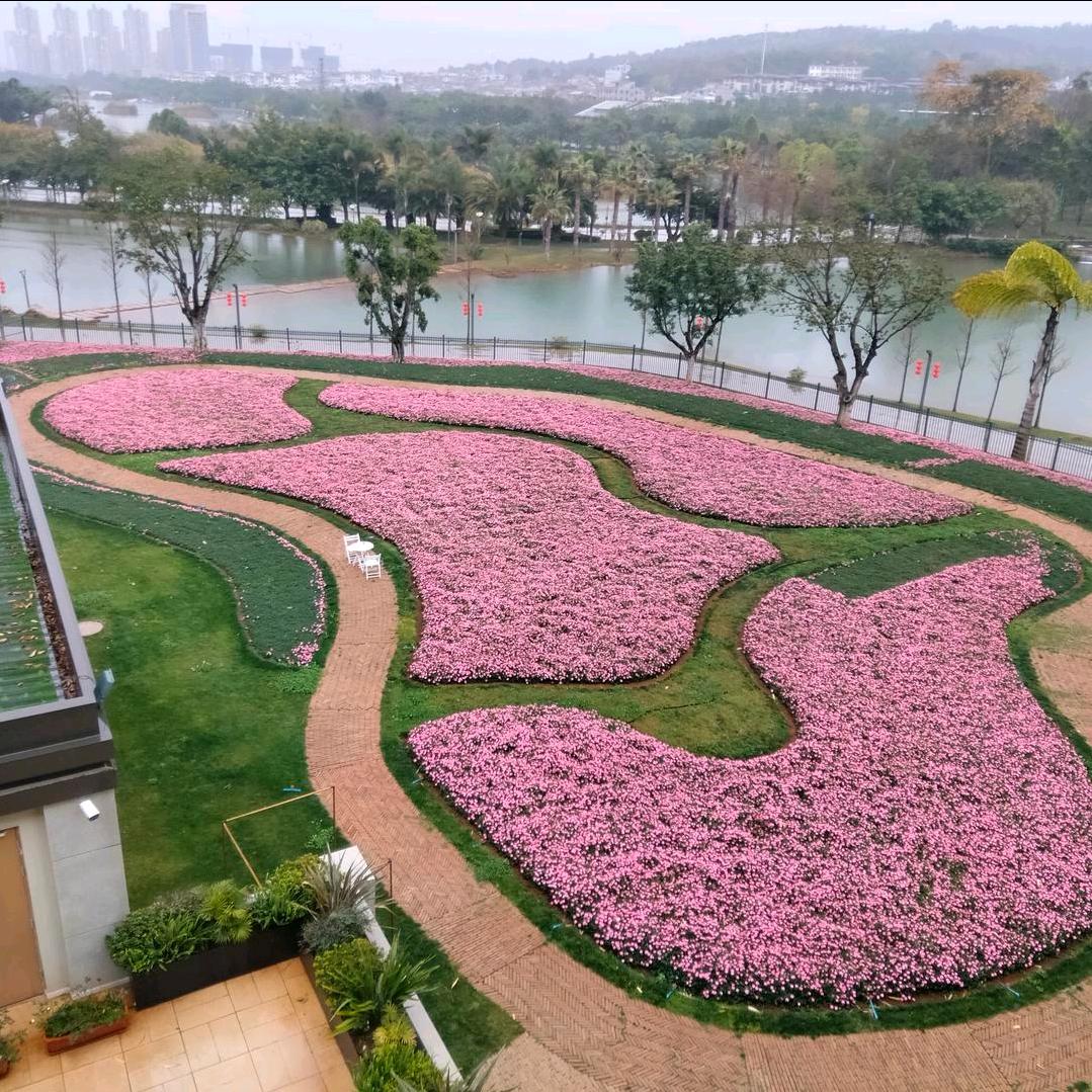 蒋，三哥