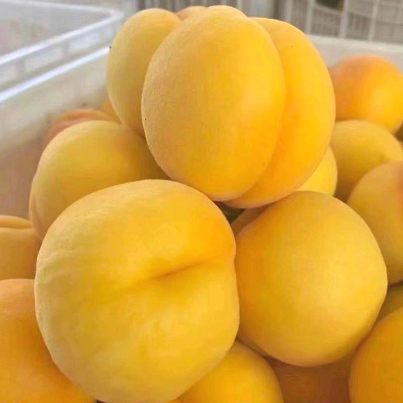 纯天然百亩黄桃园直销，采摘直播