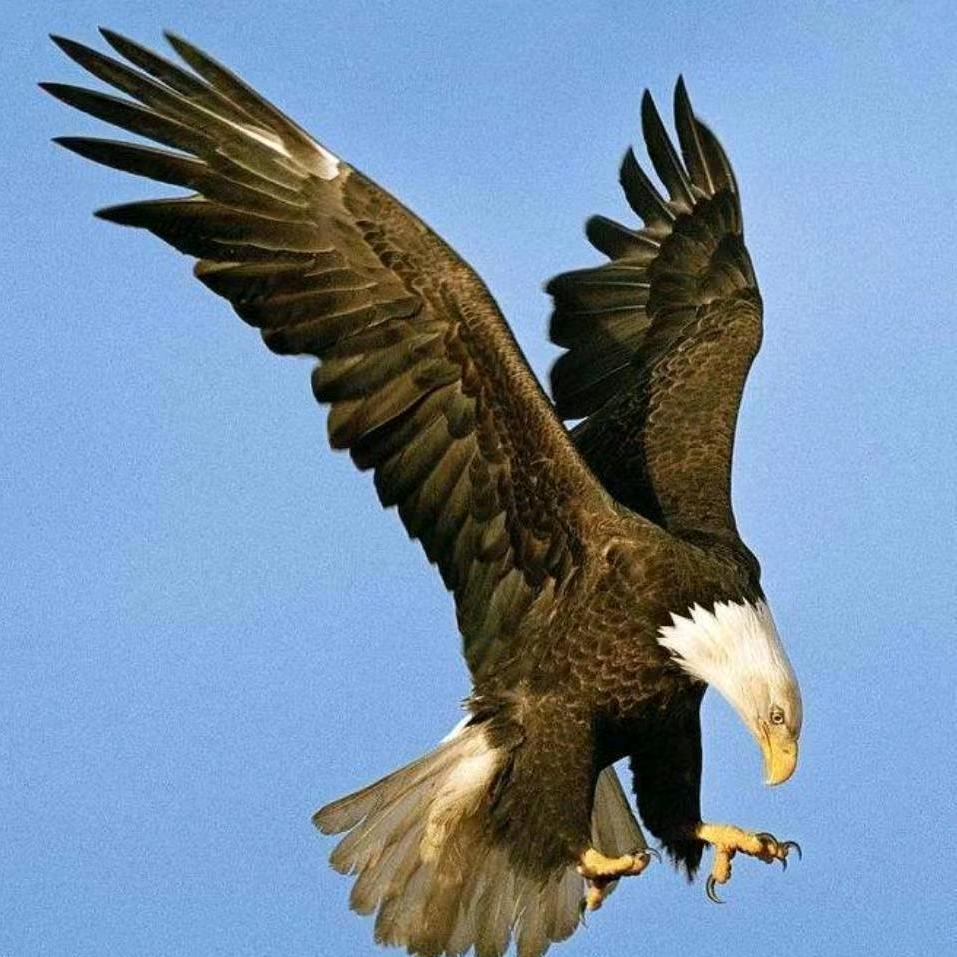 皮拉！回头太难！